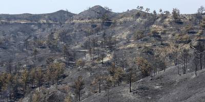 Güneyde yanan yerlere 25 bini aşkın fidan