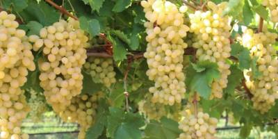 İthal üzüm, çeri domates ve havuçta limit üstü bitki koruma ürünü...