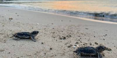 Deniz kaplumbağaları hayata ilk adımlarını attı