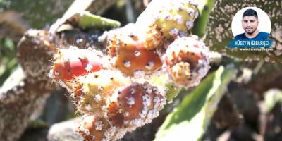 “Devletin ilgisizliği yüzünden Babutsa bitiyor”