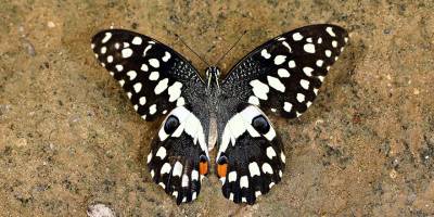 Kıbrıs’ta yeni bir kelebek türü daha görüldü: “Nusaybin güzeli”