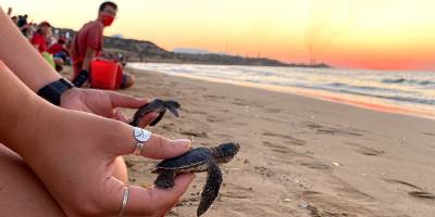 Yüzlerce yavru Caretta Caretta, Akdeniz’e doğru ilk kulaçlarını attı