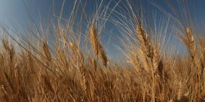Güneyde buğday ve tahıl fiyatları AB içerisinde ilk altıda