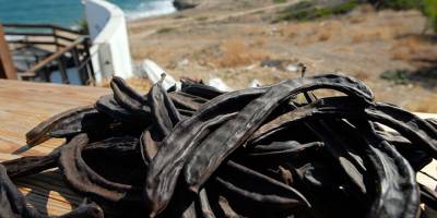 Harnuba talep çok, türlerin tescillenmesi gündemde