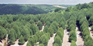 Bakırcı: “2014 yılında bir milyon fidan dikilecek”