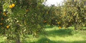 Narenciye fiyat bekliyor