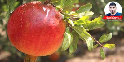 40 dönüm nar bahçesi, üretimden koptu