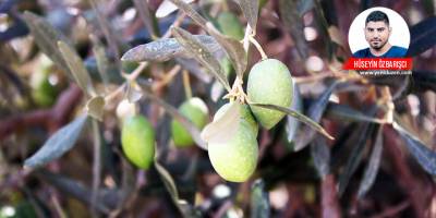 Mesarya’daki kuraklık, bu yılki zeytinleri de etkiledi:  "Ürün yok denecek kadar az, kuraklık fena vurdu"