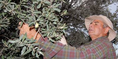 “Kayıtlı 600 bin zeytin ağacımız var. En fazla zeytin İskele’de”