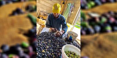 “Geçen sene sattığımız yağın parasını bile alamadık”