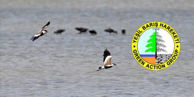 Yeşil Barış Hareketi: “Habitat yıkımı yaşıyoruz”