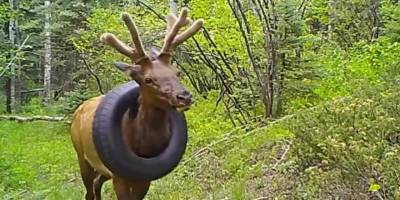 2 yıldır boynunda araba lastiğiyle gezen geyik kurtarıldı