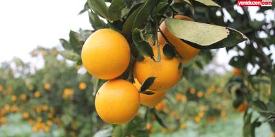 701 üreticiye toplam 171 milyon  272 bin 264 TL ödeme gerçekleştirilecek