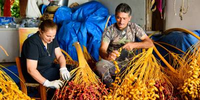 Lefke'de hurmanın hasat dönemi başladı