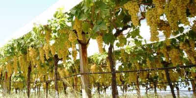 Mehmetçik Belediyesi bağcılığın yeniden hayat bulması için çalışma başlattı