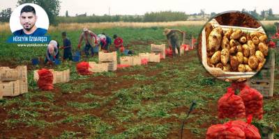 Sonbahar hasat dönemi için Patates üreticileri tarlada:  ‘Maliyetler yüksek, endişe büyük!’