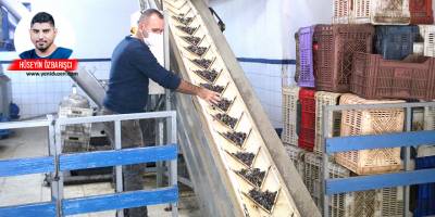 "Mayıs ayı itibariyle satacak  zeytinyağı bulamayabiliriz"