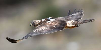 Tedavi edilen arı şahinleri doğaya bırakıldı