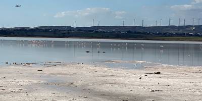 “Pembe Ziyaretçilerin” ilk grubu Larnaka Tuz Gölü’ne ulaştı