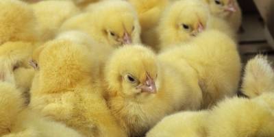 Genetik cinsiyet seçimi başarıya ulaştı