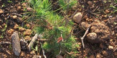 Orman Dairesi, 2021-22 yılı ağaçlandırma sezonunda 200 bin fidan dikecek