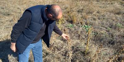 Haspolat'ta soya fasulyesi üretimi denemesi başarılı...