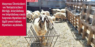 Canlı hayvan fiyatlarına %30 zam