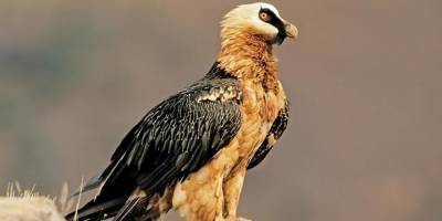 Canlı türleri yok oluyor: Dinozorlar sonrası en yüksek rakam