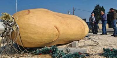 Dev patatesi devirdiler