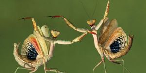 Son katılım: 14 Şubat