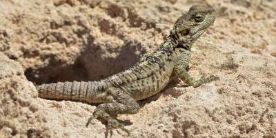 Kıbrıs'ta yeni kertenkele türü keşfedildi