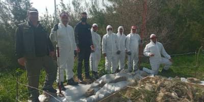 Orman Dairesi çam kese böceğine karşı mücadele başlattı