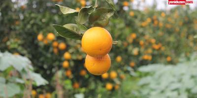 Narenciye ihracatı durdu: Üretici çaresiz, hükümet seyirci