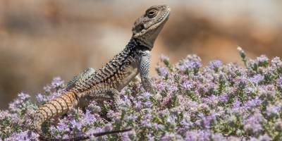 “Gurkuda” bilim camiasına tanıtıldı