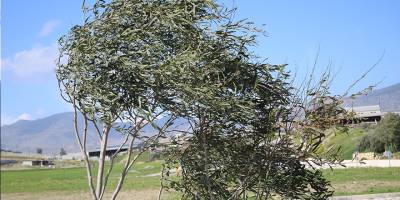 Kuvvetli rüzgar yarına kadar devam edecek