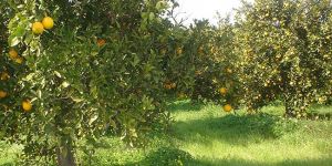 Kamyoncu Birlikleri’nden eylem uyarısı