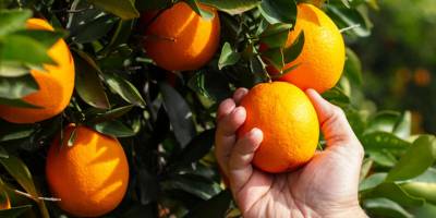 “Kesime başlansın, narenciye heba olmasın”