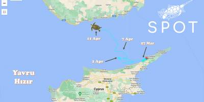 Genç yeşil kaplumbağa "Hızır" Türkiye yolcusu