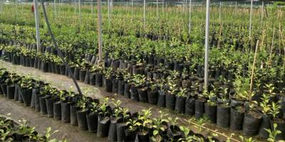 Tarımsal Araştırma Enstitüsü fidan üretiminde 100 bini aştı