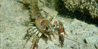 AB’den istilacı bitki ve hayvan türleri uyarısı