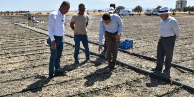 Balıkesir bölgesinde tütün ekimine başlandı