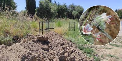  “Son üç kök Engerek Otu" koruma altına alındı