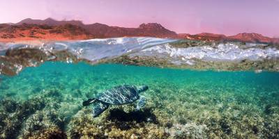 Karpaz ve Karşıyaka deniz kaplumbağaları koruma projesi sezonu açılıyor