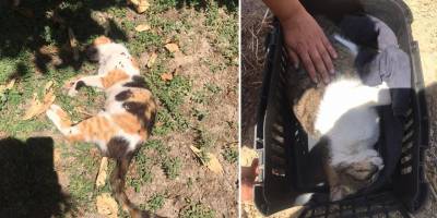 Girne’de kedi katliamı!