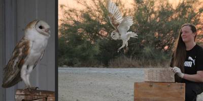 Bina içerisine sıkışan peçeli baykuş özgürce uçuyor