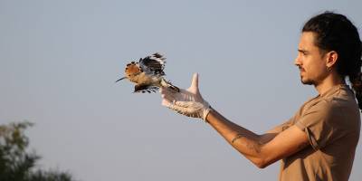 İbibik ait olduğu yerde, doğaya döndü