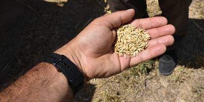 Yeni arpa çeşitleri "Reşat Bey" ve "Beşparmak" üreticiye verilecek