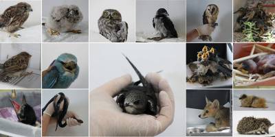 Sadece bir günde kritik durumda olan 37 yaban hayvanı geldi!