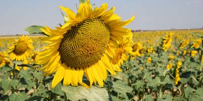 Mesarya'da “arpaya alternatif ayçiçeği”