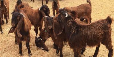 Hayvancılara yönelik teşvikler açıklandı